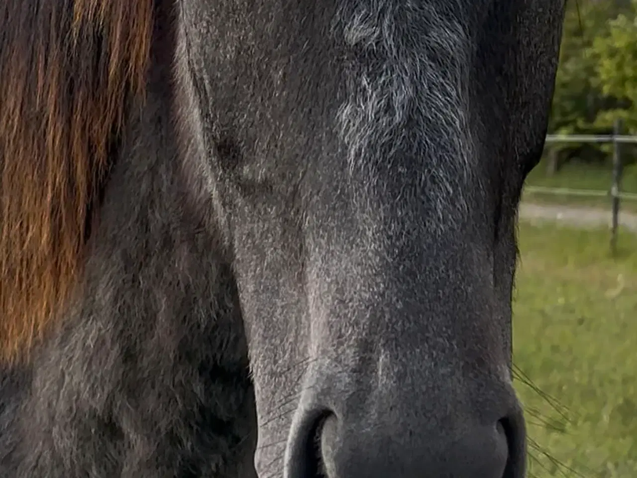 Billede 3 - Pony Hingst 