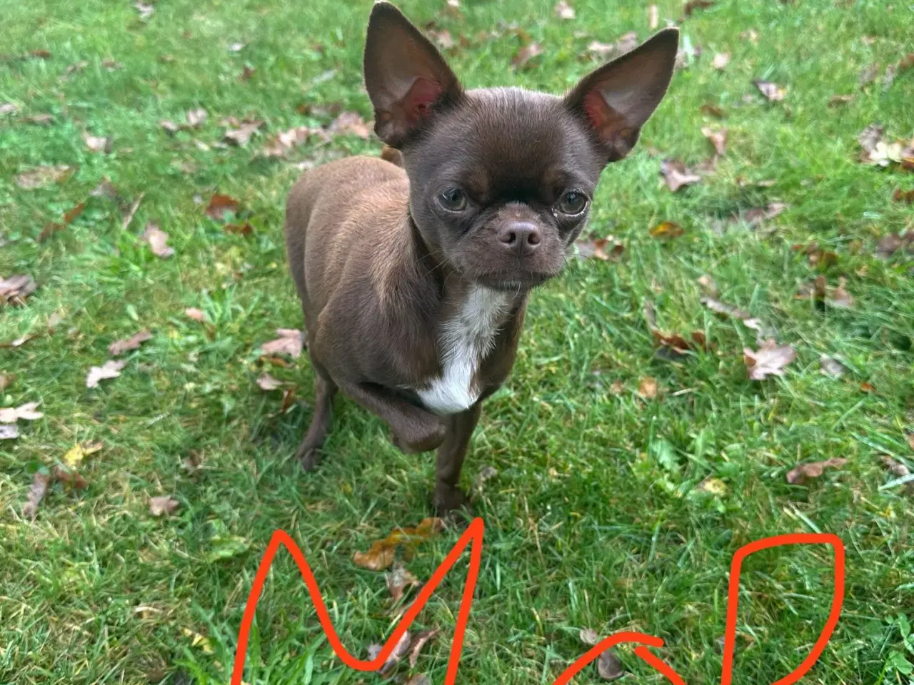 Billede 7 - Chihuahua blanding