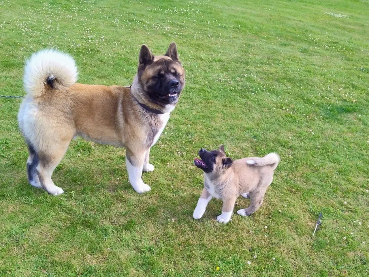 Billede 6 - Dreng hundehvalp Akita American 