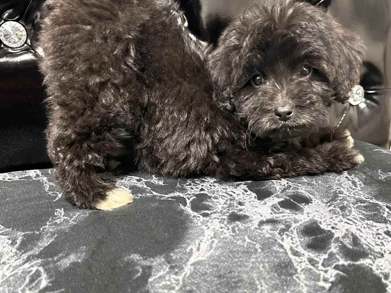 Billede 14 - Cavapoo F2B 