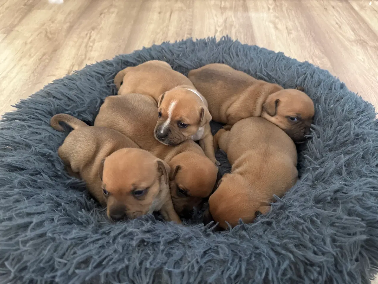 Billede 4 - 🐾 Staffordshire Bull Terrier hvalpe m. stamtavle