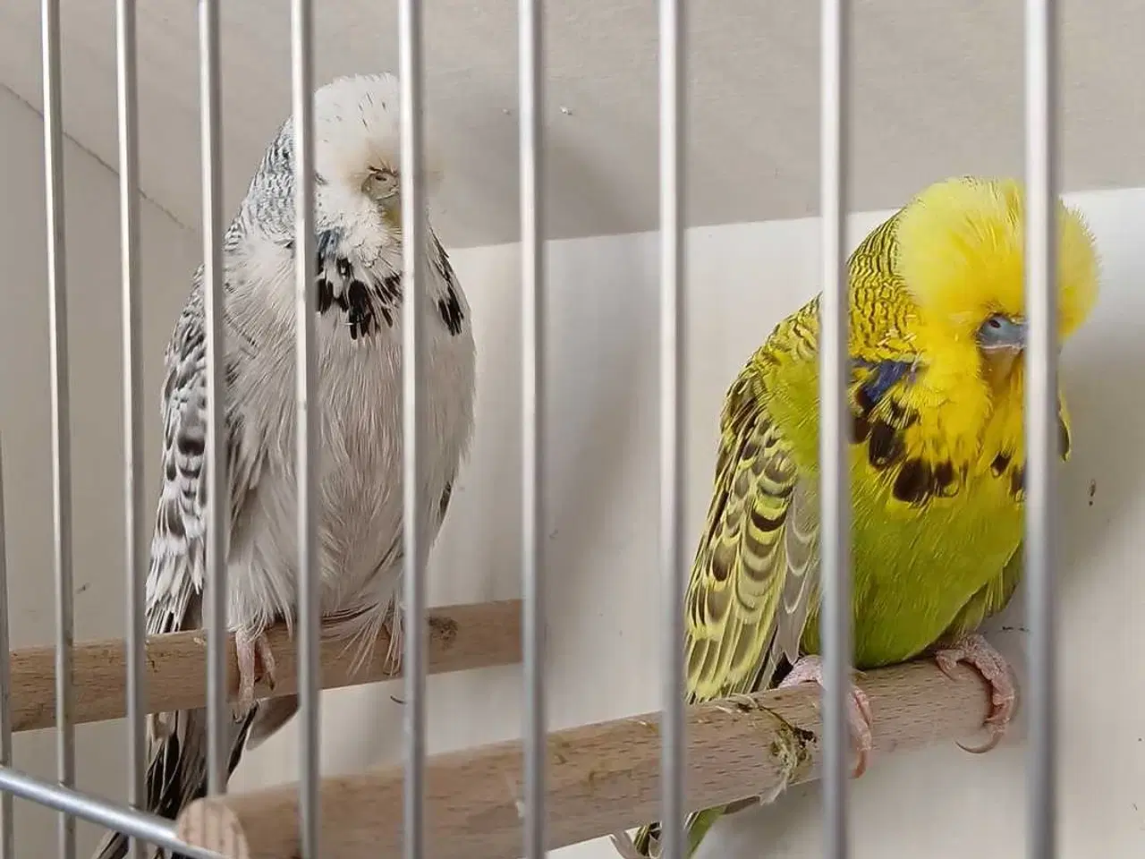 Billede 2 - 1 par Engelske undulater 