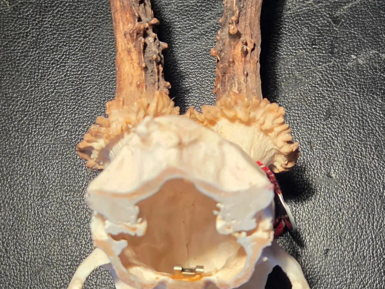 Billede 5 - Bukkeopsats med emblem. 