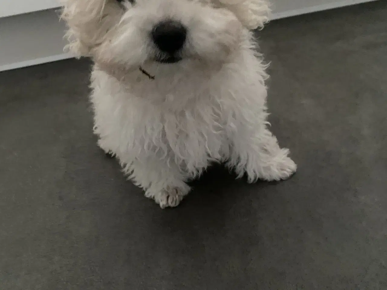 Billede 4 - Hvalpe sælges