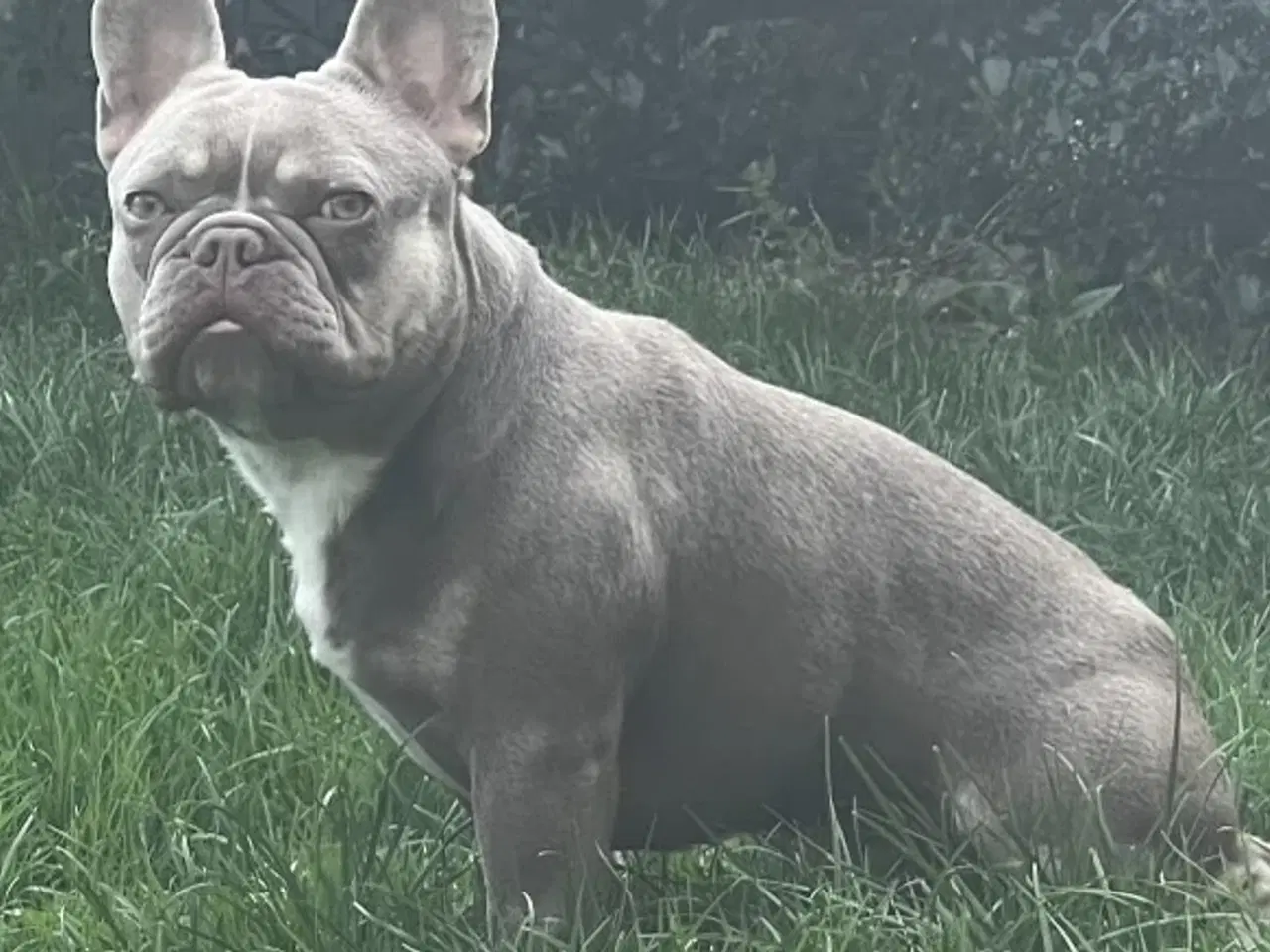 Billede 6 - Fransk bulldog dreng i New Shade Isabella Tan 