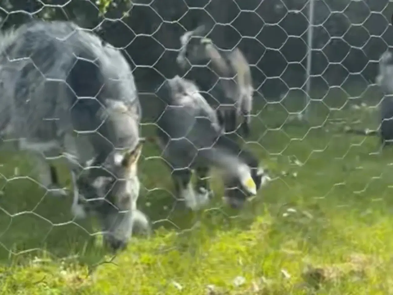 Billede 2 - Dværggeder sæges SAMLET