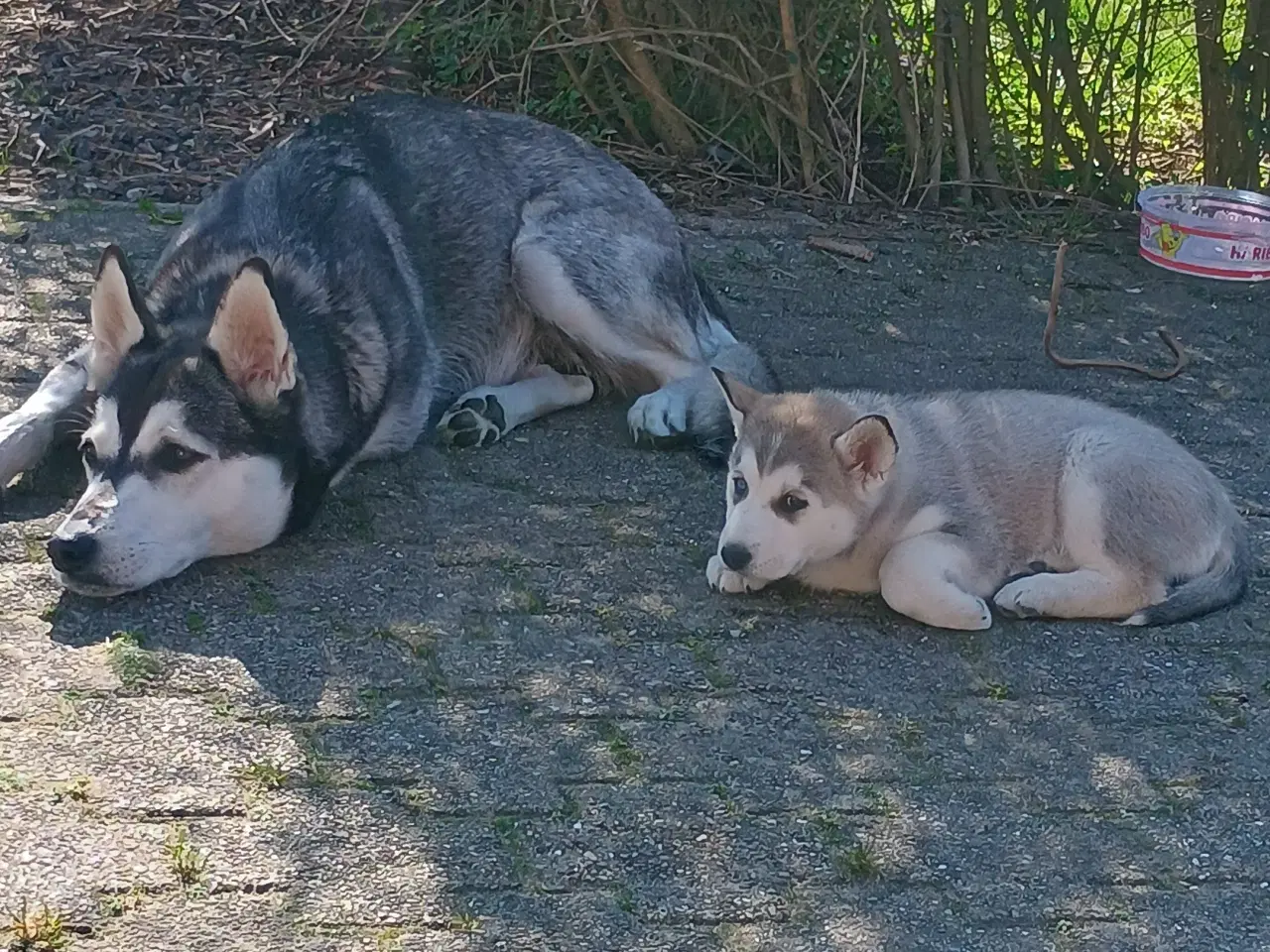 Billede 16 - Serbian Husky Hvalpe