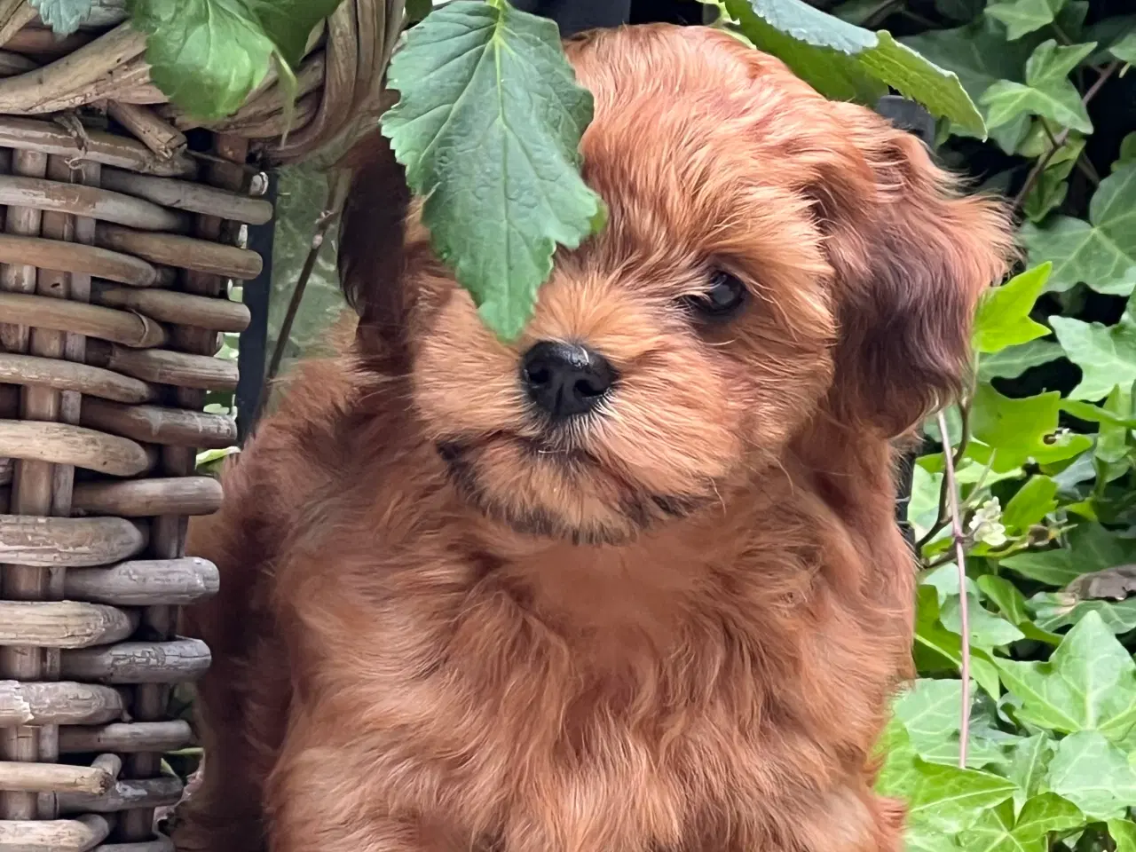 Billede 8 - 🧡Sød & Smuk Bichon Havanais 🧡
