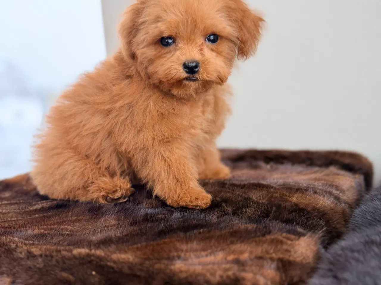 Billede 6 - Maltipoo