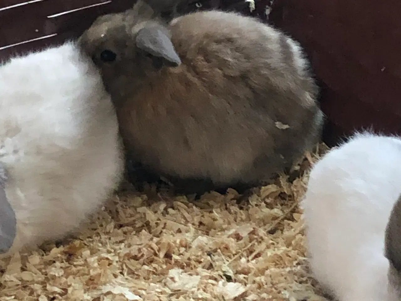 Billede 6 - Minilopper til salg