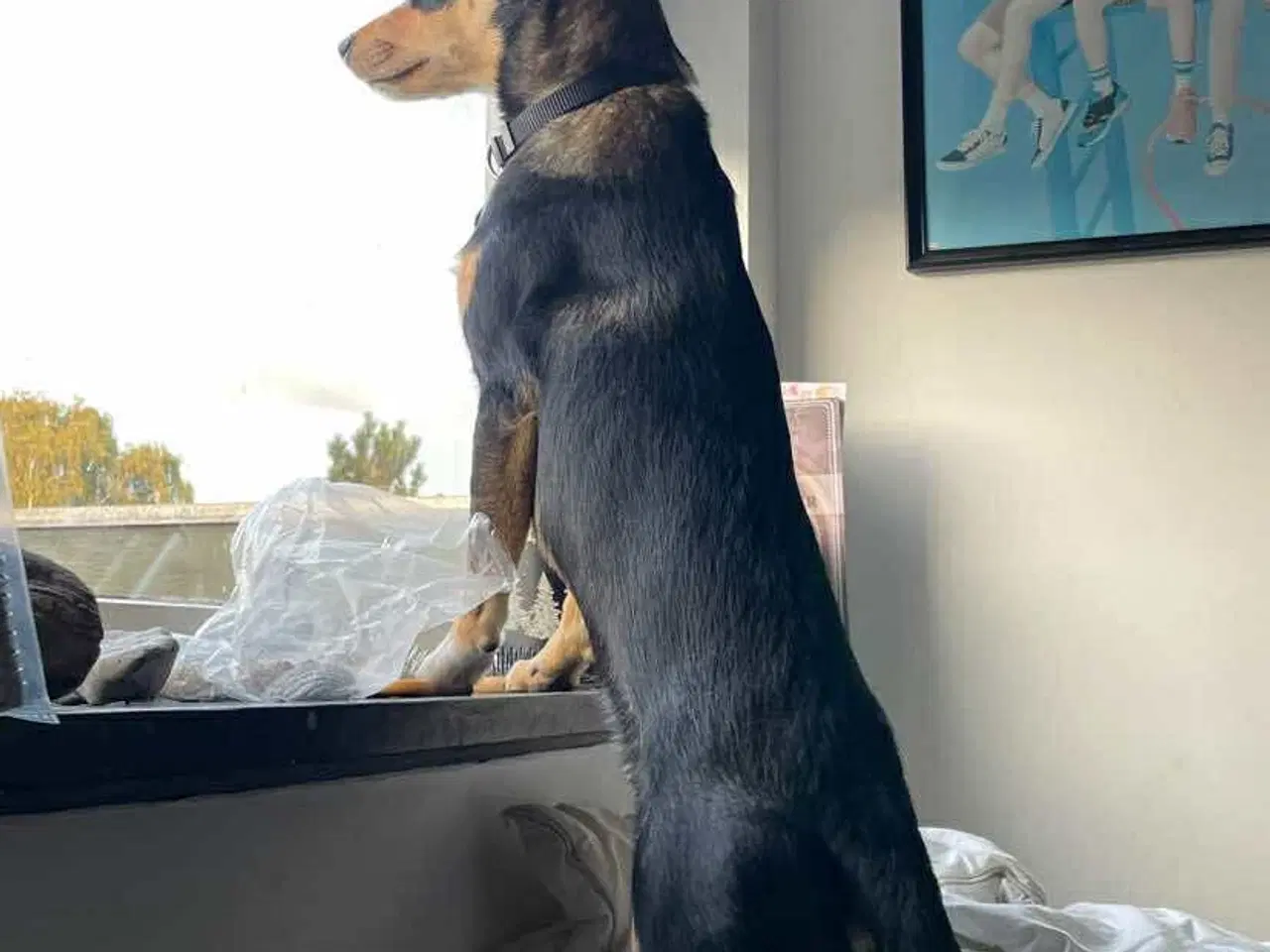 Billede 12 - Søde Charlie til omplacering