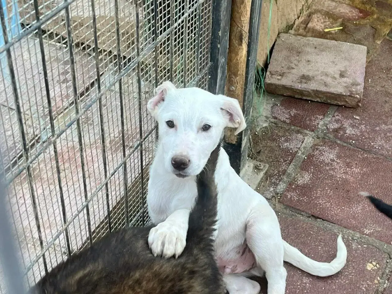 Billede 3 - Søde lille Creamy søger familie 