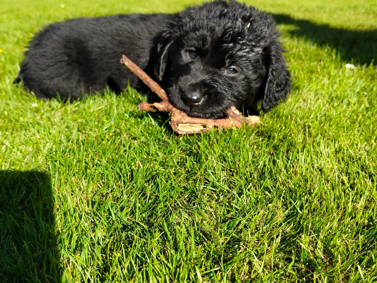 Billede 3 - Golden/Labrador blanding hvalpe 