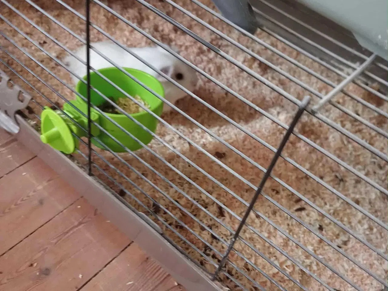 Billede 2 - 2 stk Marsvin 