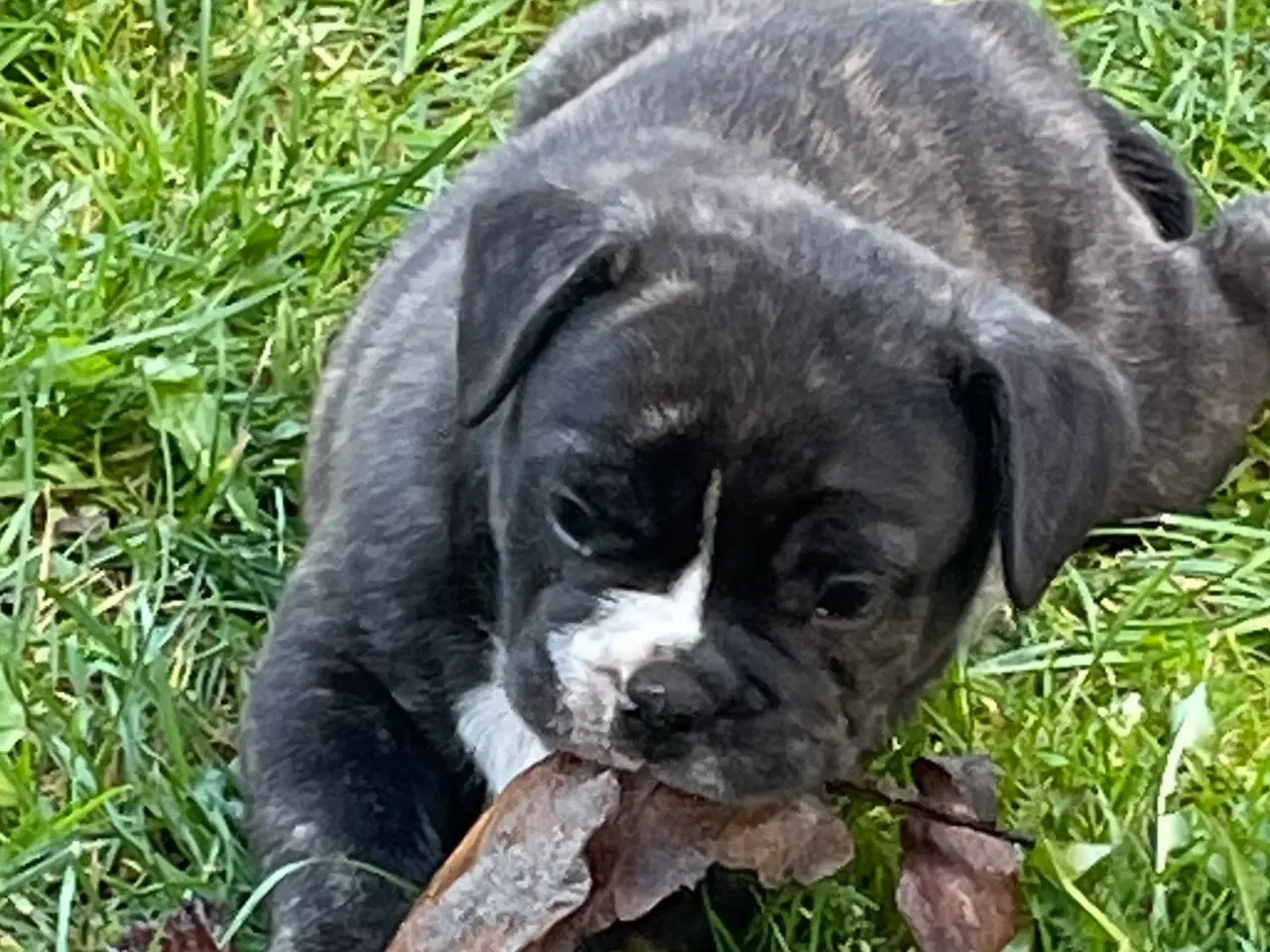 Billede 7 - New english bulldog hvalpe