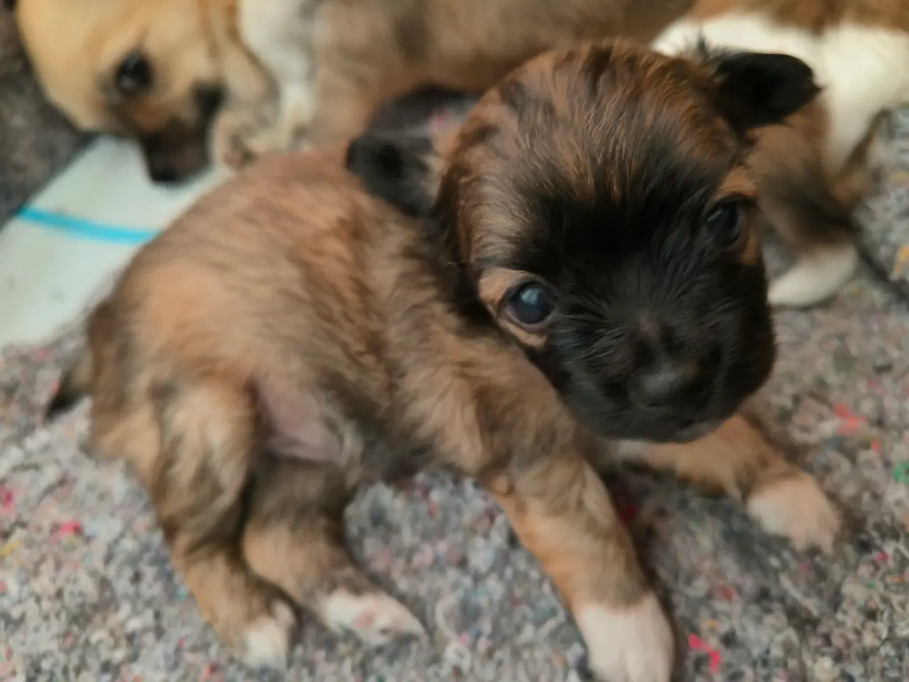 Billede 4 - Langhårede Chihuahua hvalpe 
