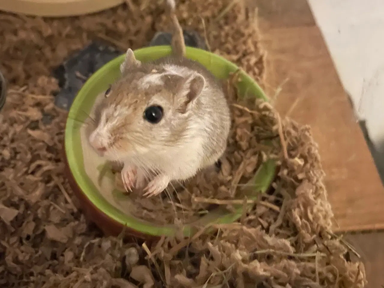 Billede 6 - Ørkenrotter piger 