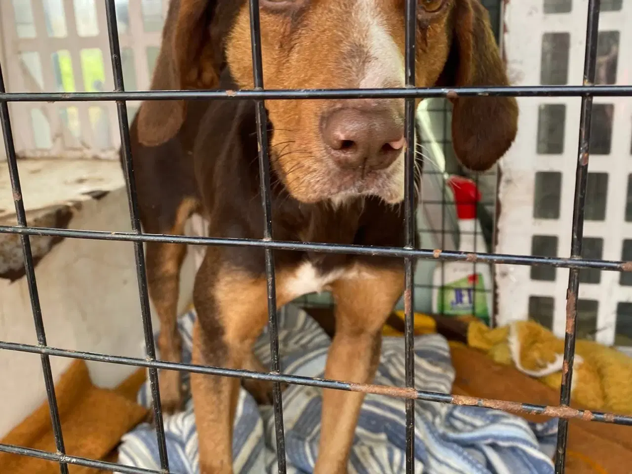 Billede 2 - Frode søger sin egen familie❤️