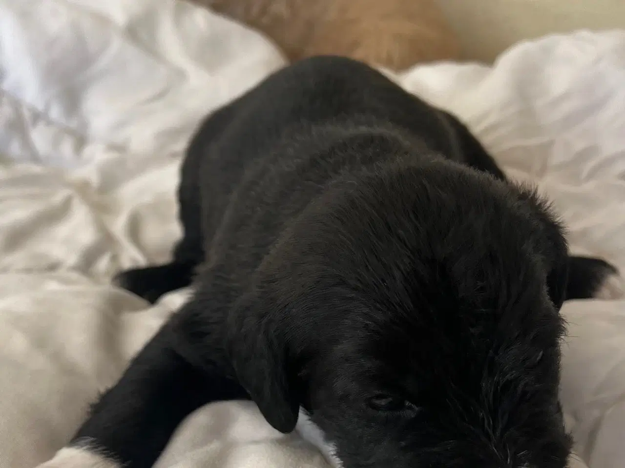 Billede 13 - Super skønne sociale Lagotto blandinger