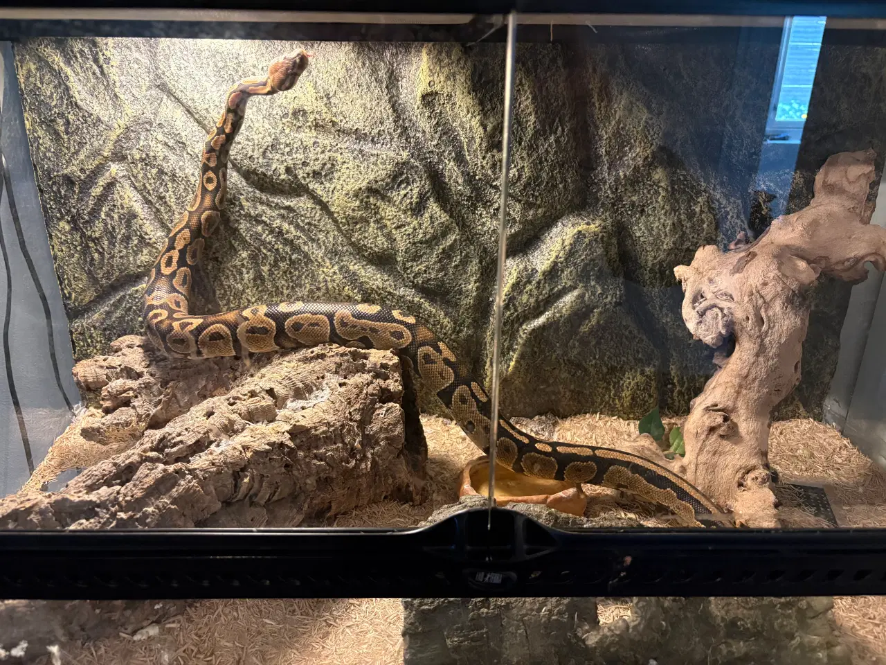 Billede 1 - Kongepython med terrarium 