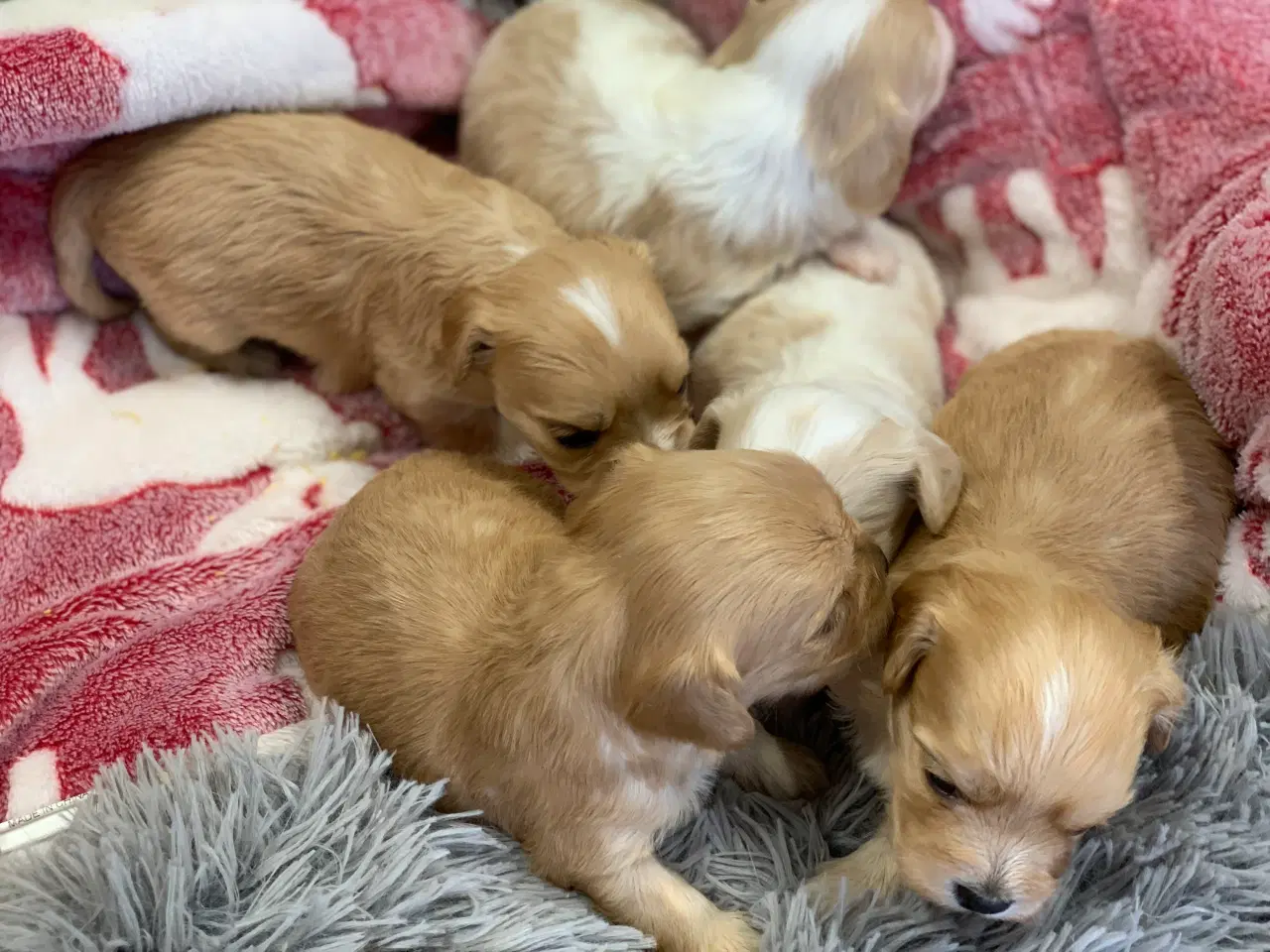 Billede 4 - Små fine cavapoo/ Maltipoo babyer