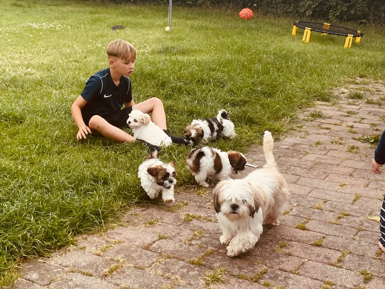 Billede 7 - Hvalpe - Shihtzu/malteser - bomuldshvalpe