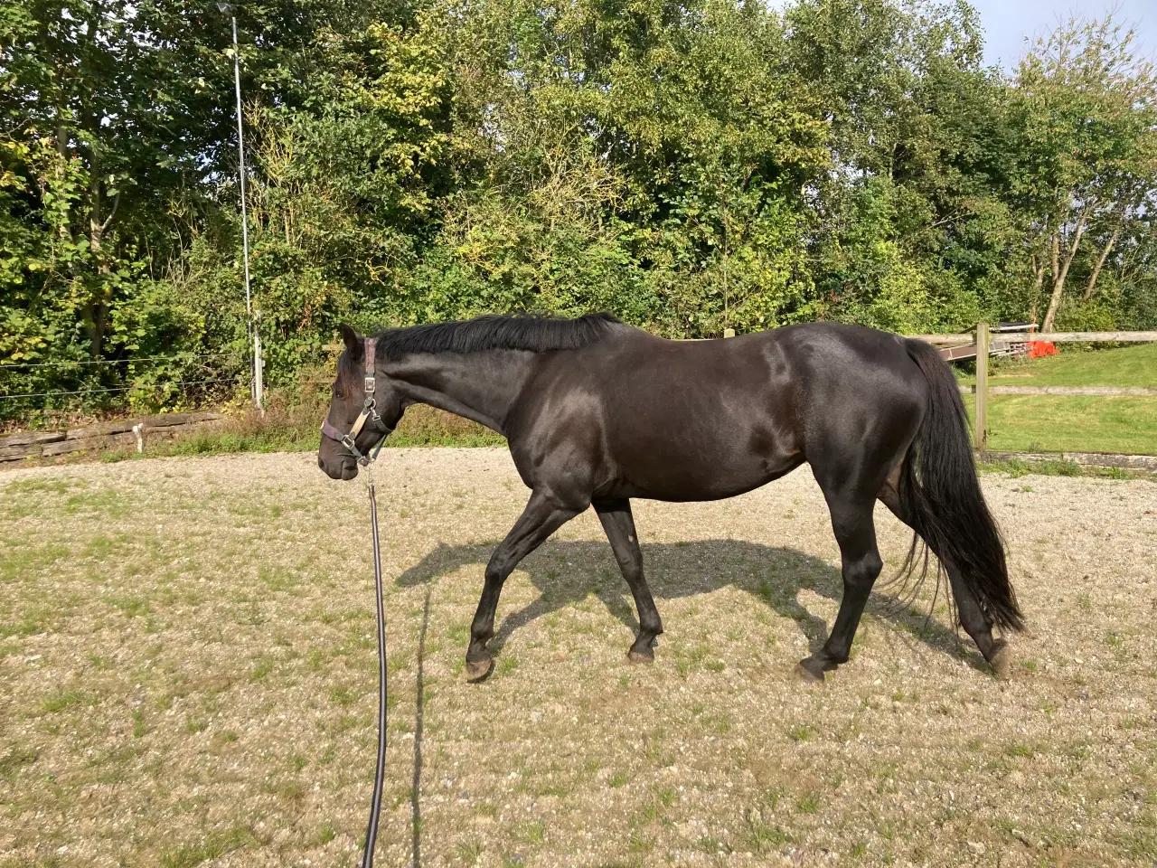 Billede 3 - Smuk hest