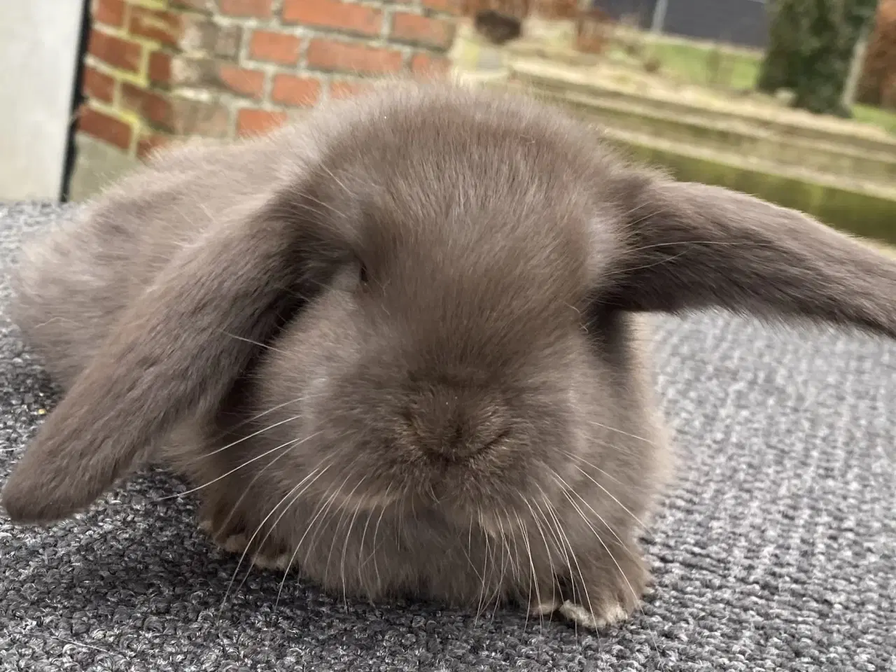 Billede 5 - FRANSK VÆDDER HUN HAVANA