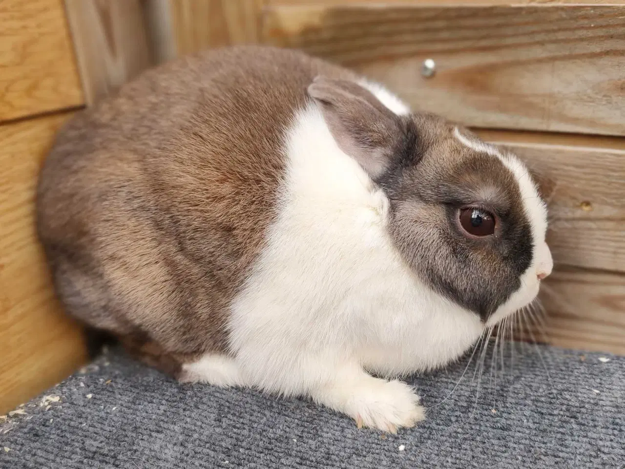 Billede 2 - Hermelin hun