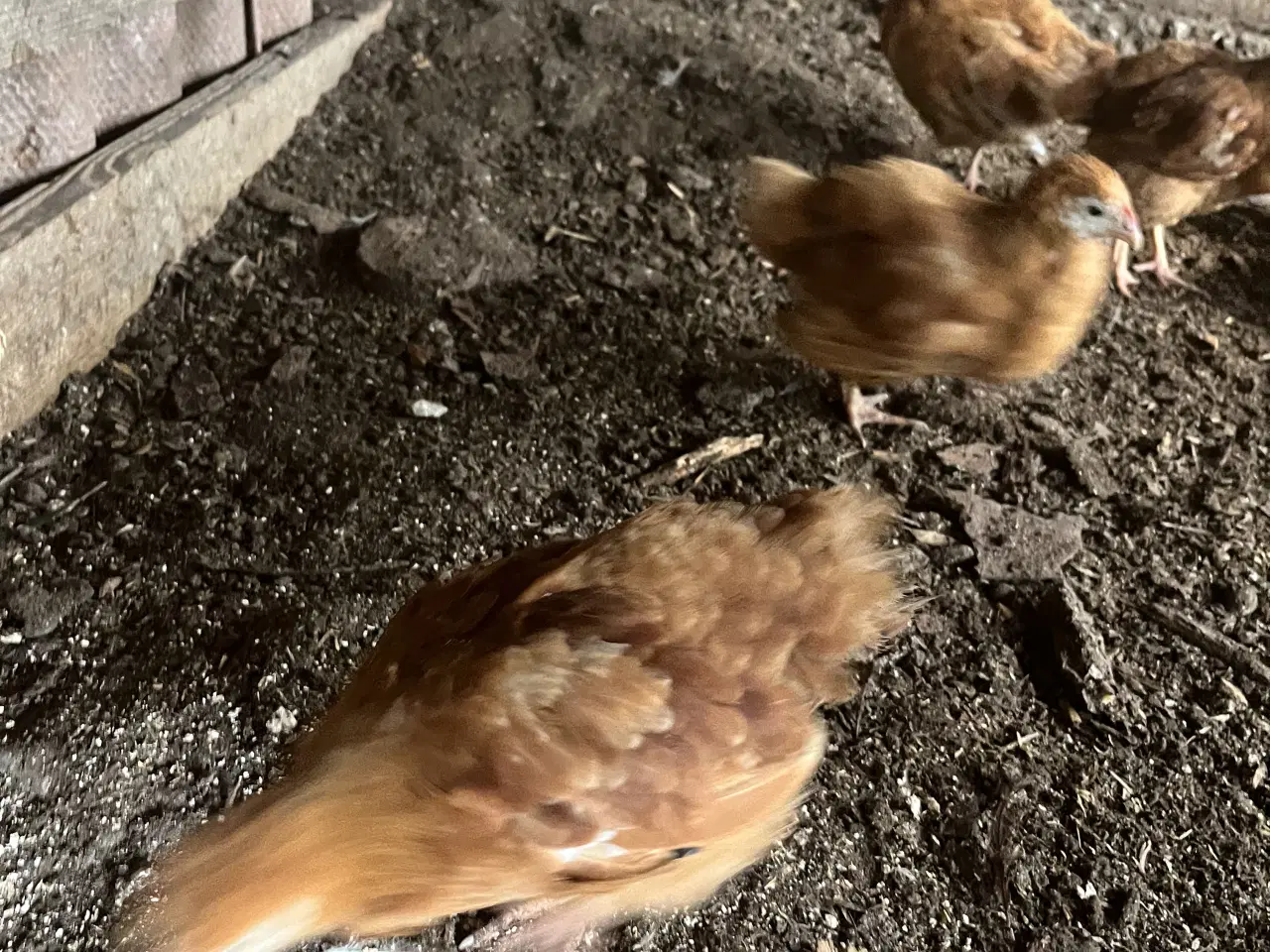 Billede 2 - New Hampshire kyllinger varme fri 8 ure gammel