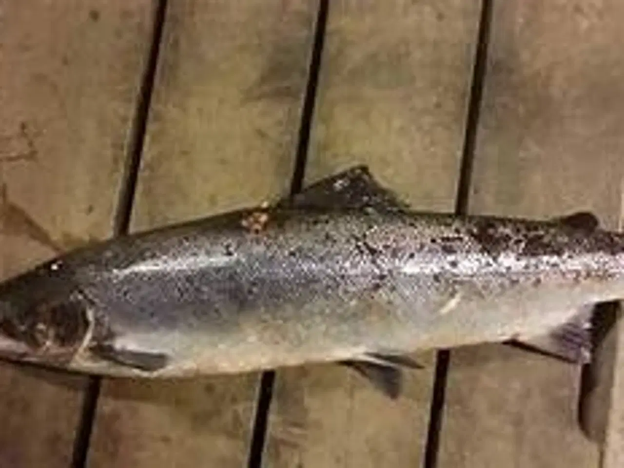 Billede 6 - 100% Håndsyet Lakse/Ørredgarn med 50mm eller 65mm 