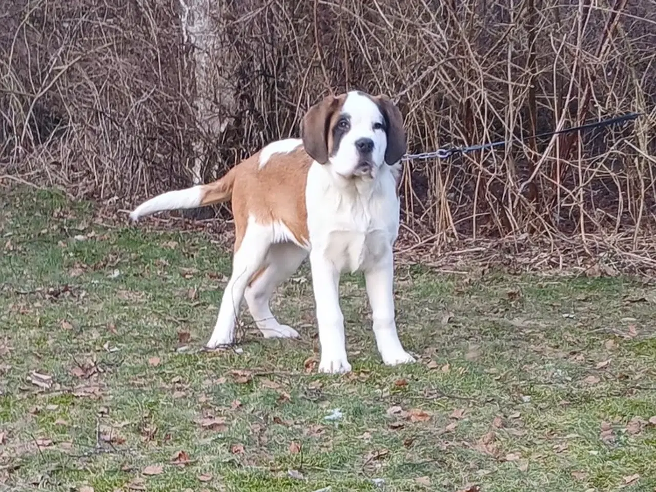 Billede 4 - Sankt bernhard, korthåret