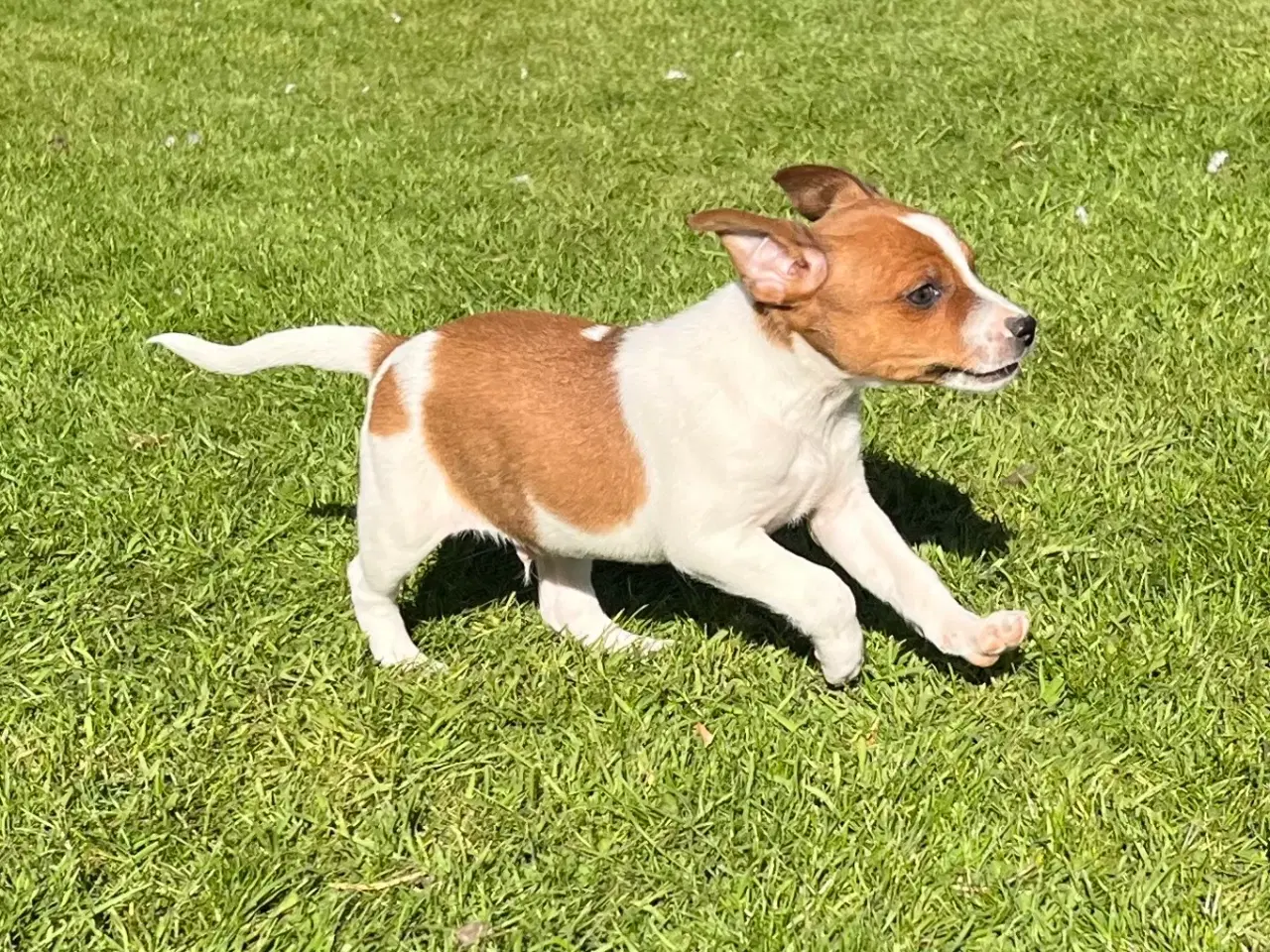 Billede 6 - 3 kvikke hanner