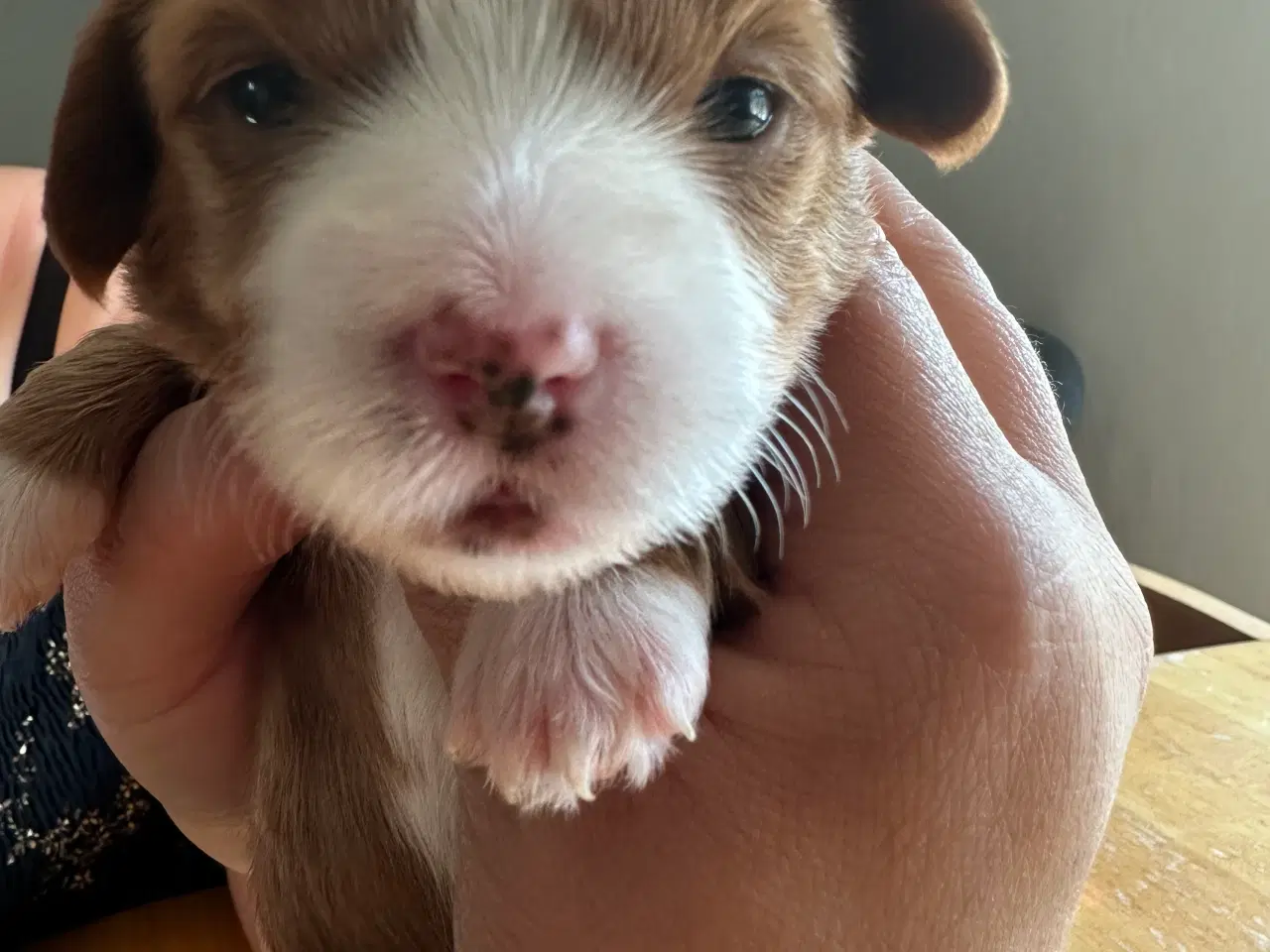 Billede 1 - Fantastisk dejlig familiehund allergivenlige