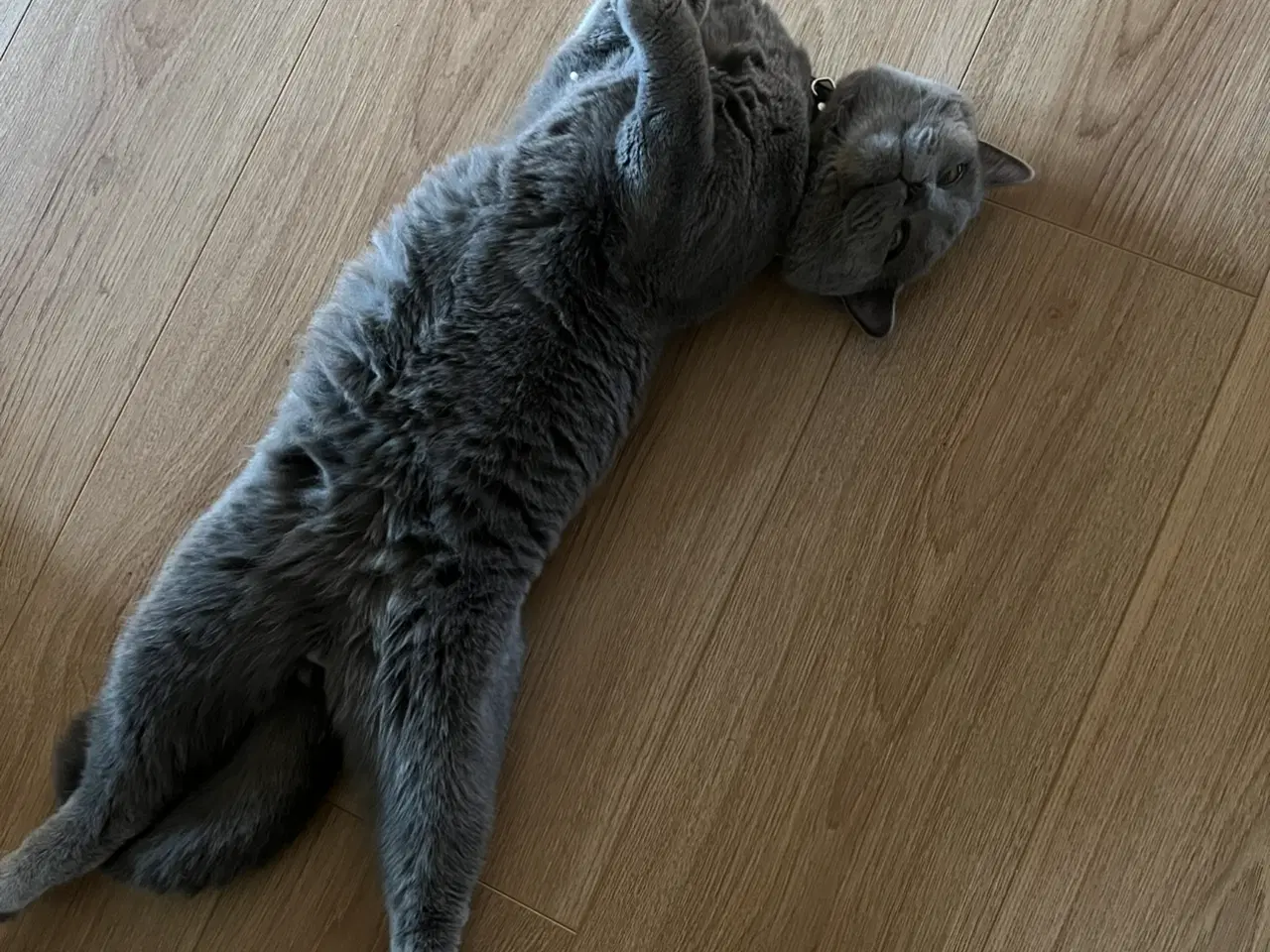 Billede 3 - Han kat britisk shorthair