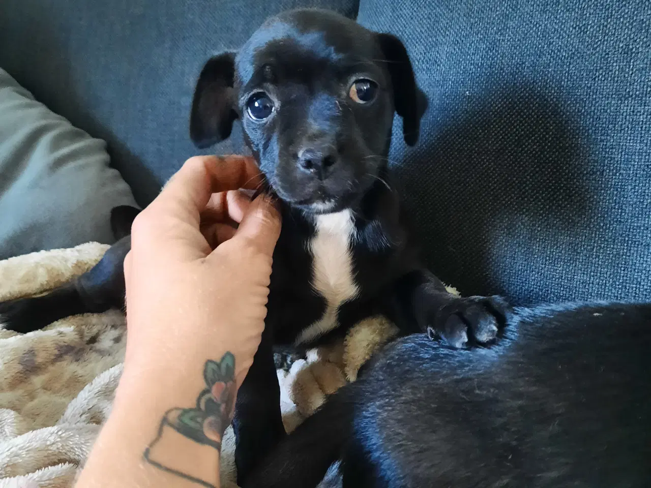 Billede 3 - Jack russel terrie og mops hvalpe 