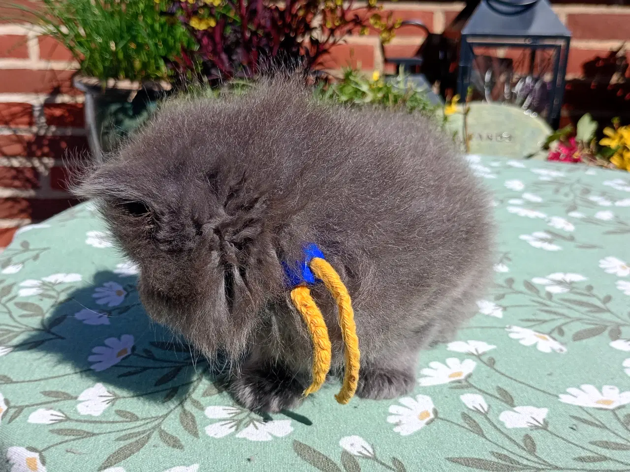 Billede 4 - British Longhair dreng