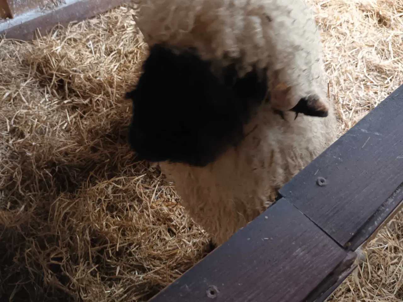 Billede 5 - 1 Stk Vallais Blacknose Vædder lam. 