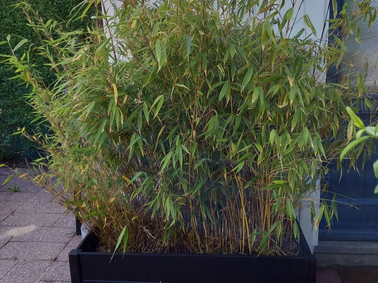 Billede 1 - En maxiflexkasse med store bambus chjjjvc
