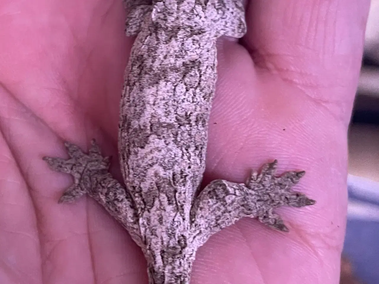 Billede 5 - Gekko’er fra Ny kaledonien