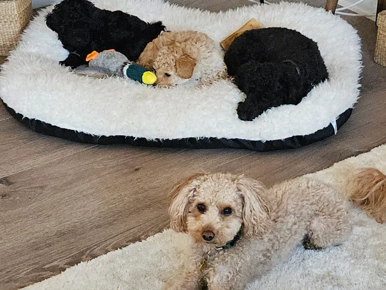 Billede 3 - Dværgpuddel hvalpe - hanner