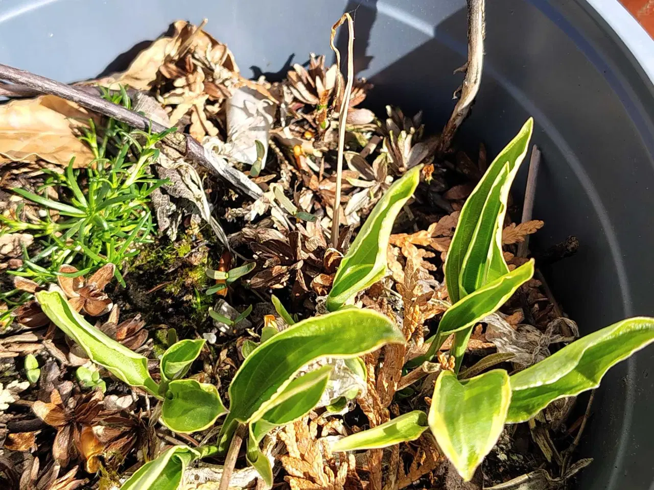Billede 14 - Hosta i potte 