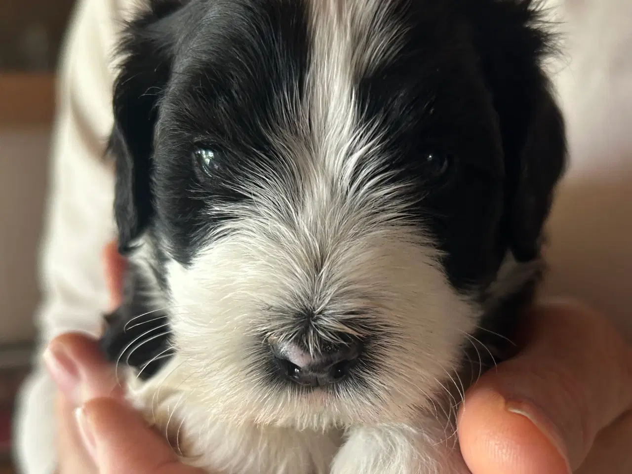 Billede 9 - Bichon Havanais hvalpe