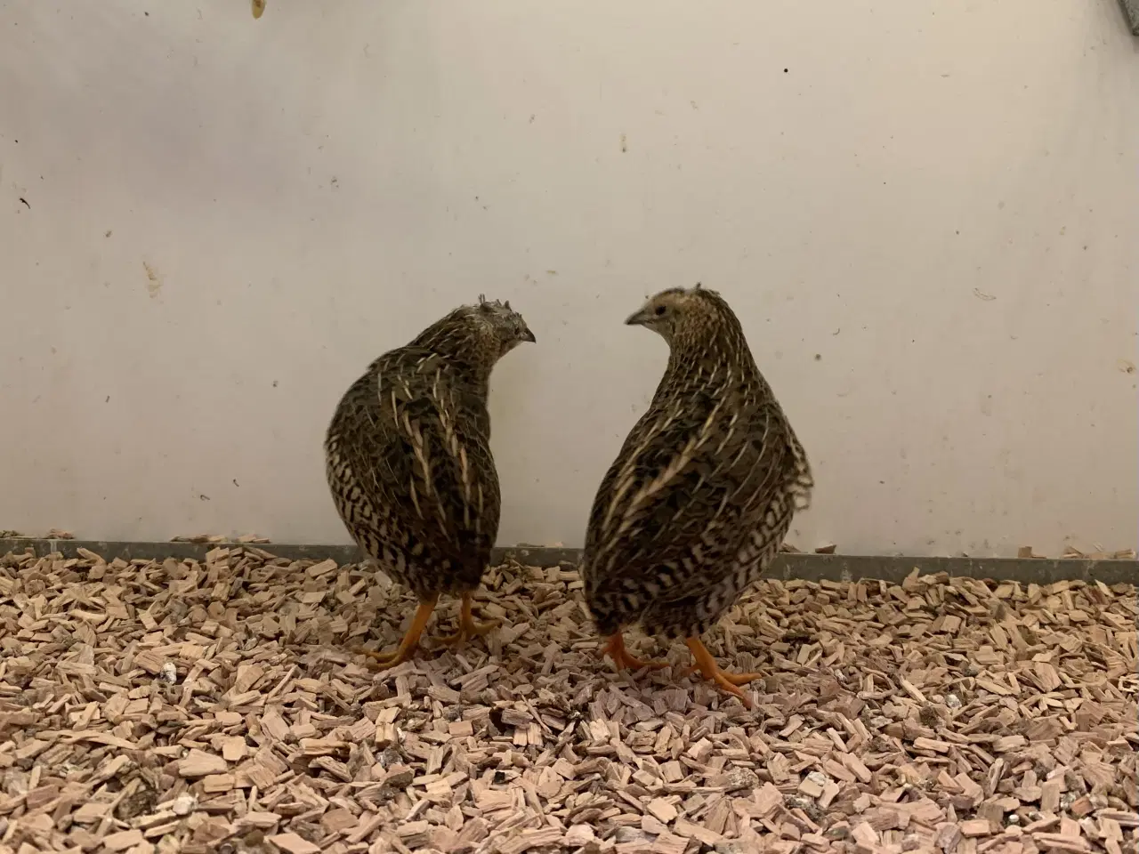 Billede 3 - Kinesisk Dværgvagtel