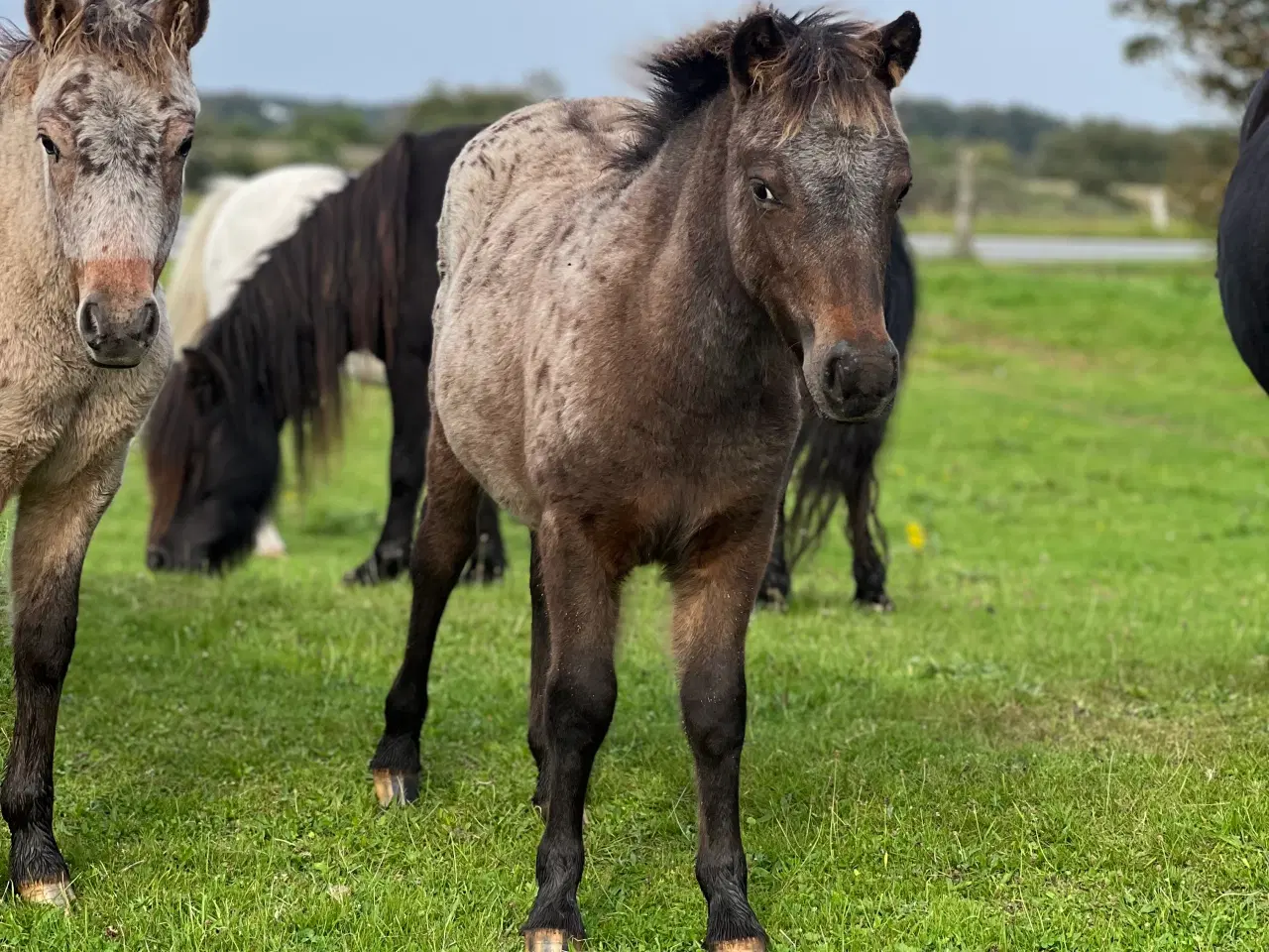 Billede 5 - Plettet pony føl!