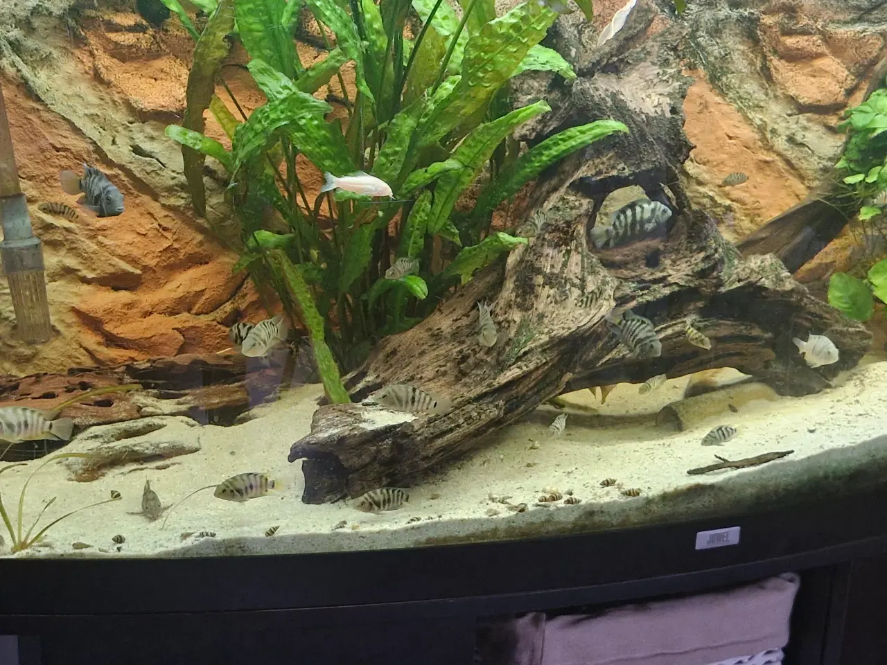 Billede 1 - Zebra cichlider