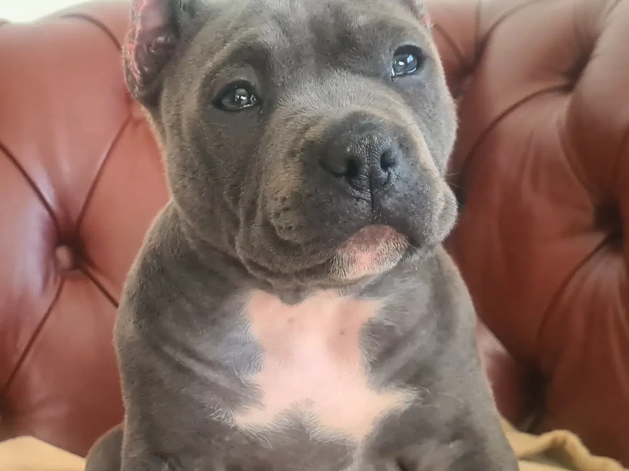 Billede 9 - American Bully Blu Pige 
