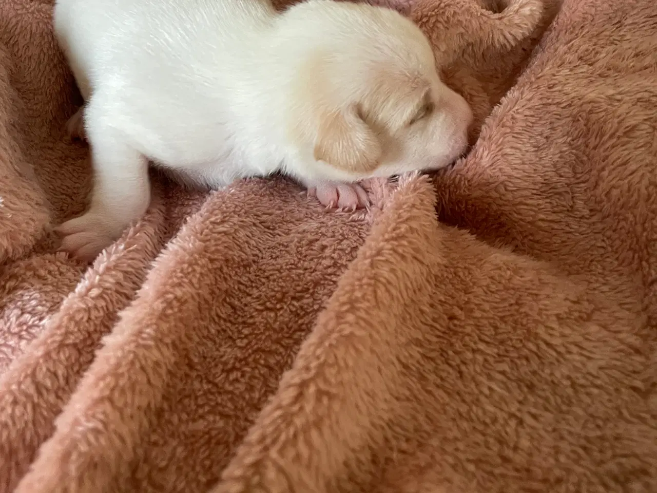 Billede 16 - Dansksvensk gårdhunde hvalpe 