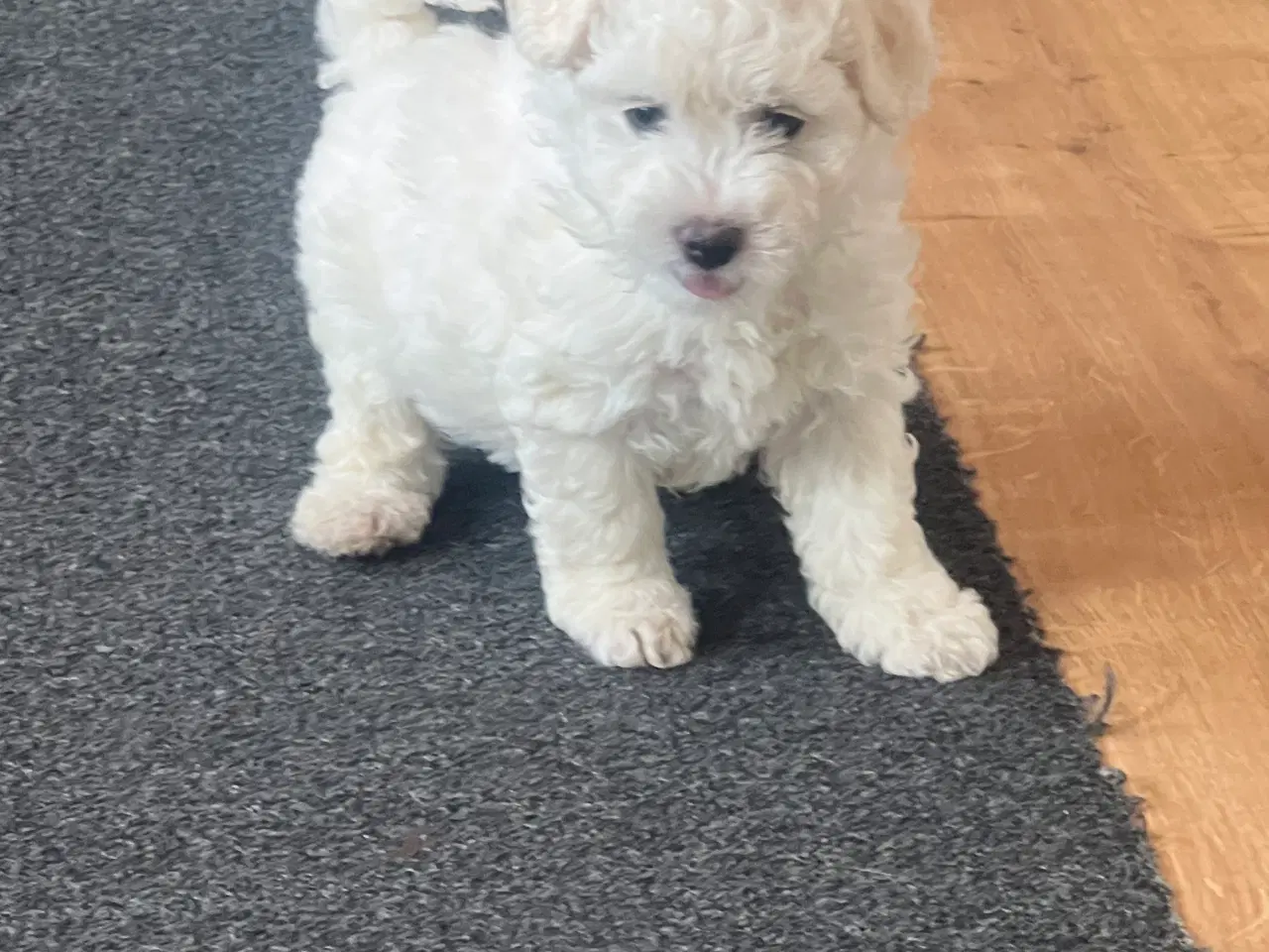 Billede 10 - Malteser/bichon hvalpe 