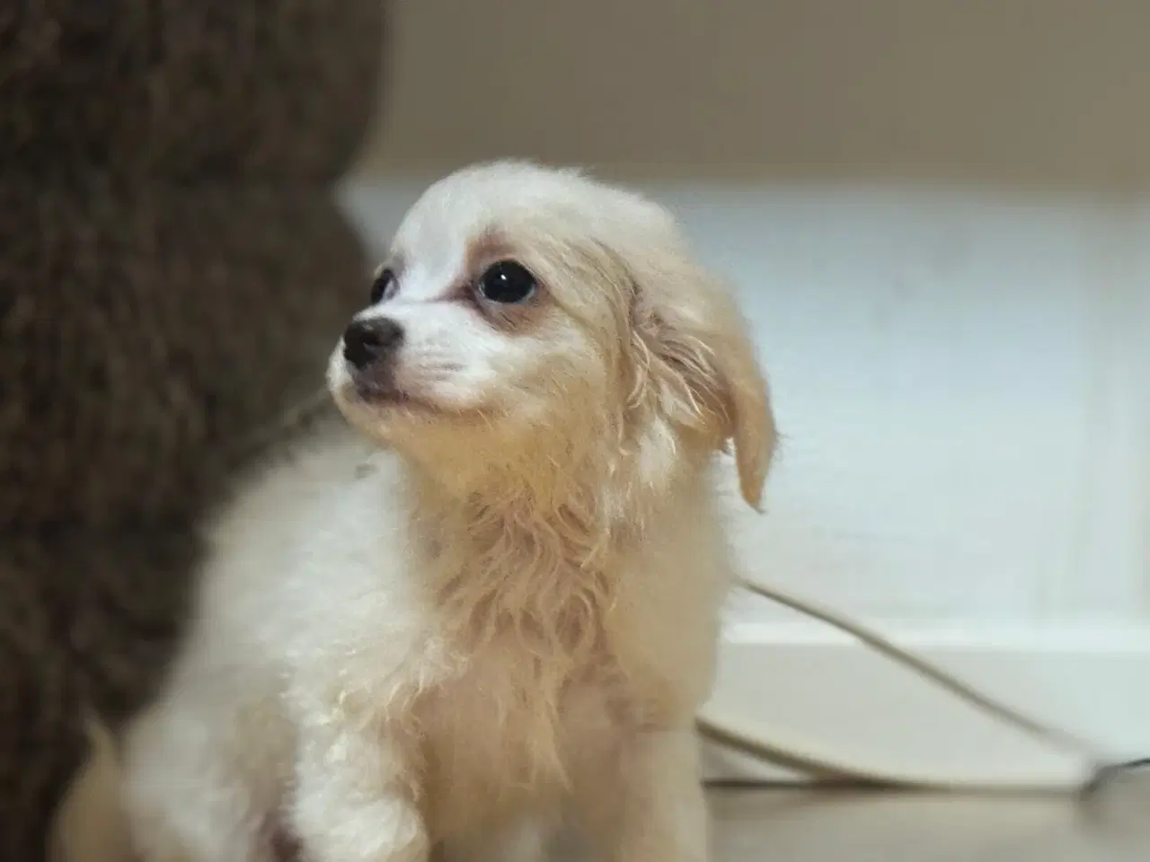 Billede 4 - Mini malteser hvalpe